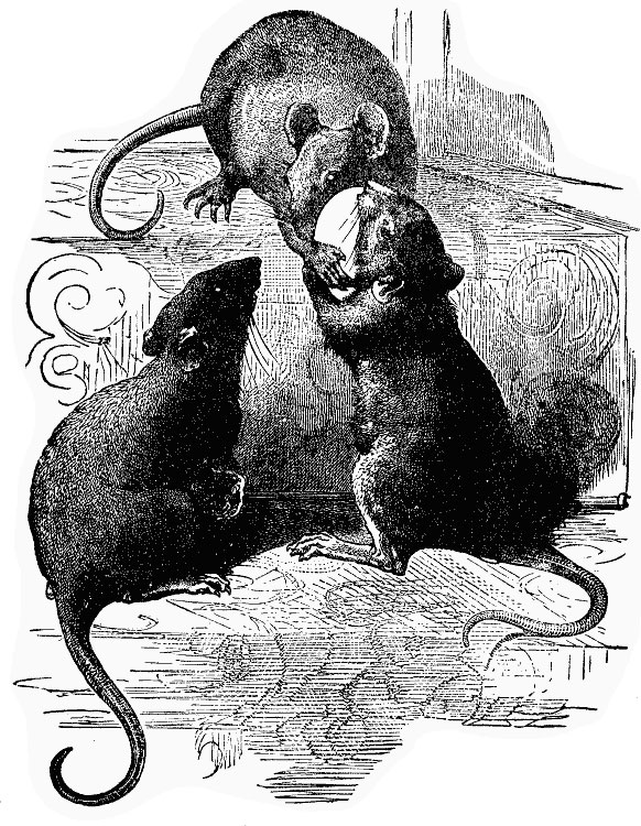 three rat