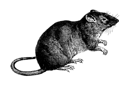 one rat